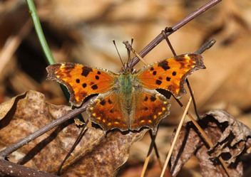 Eastern Comma winter form